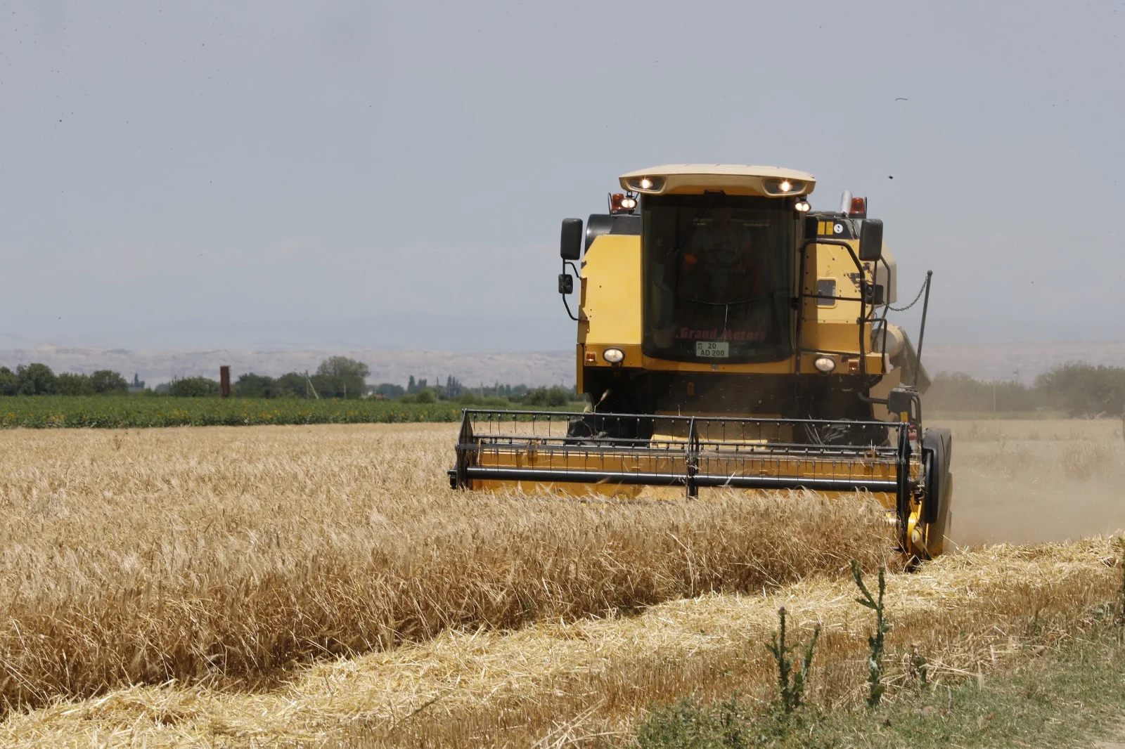 Taxıl sahələrinin 35,6 faizində biçin başa çatıb