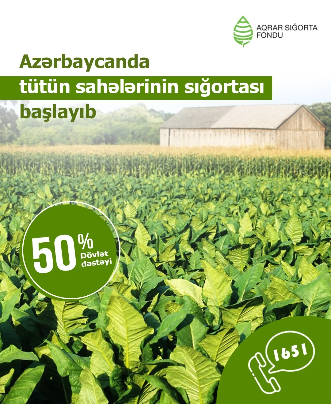 Azərbaycanda tütün sahələrinin sığortası başlayıb