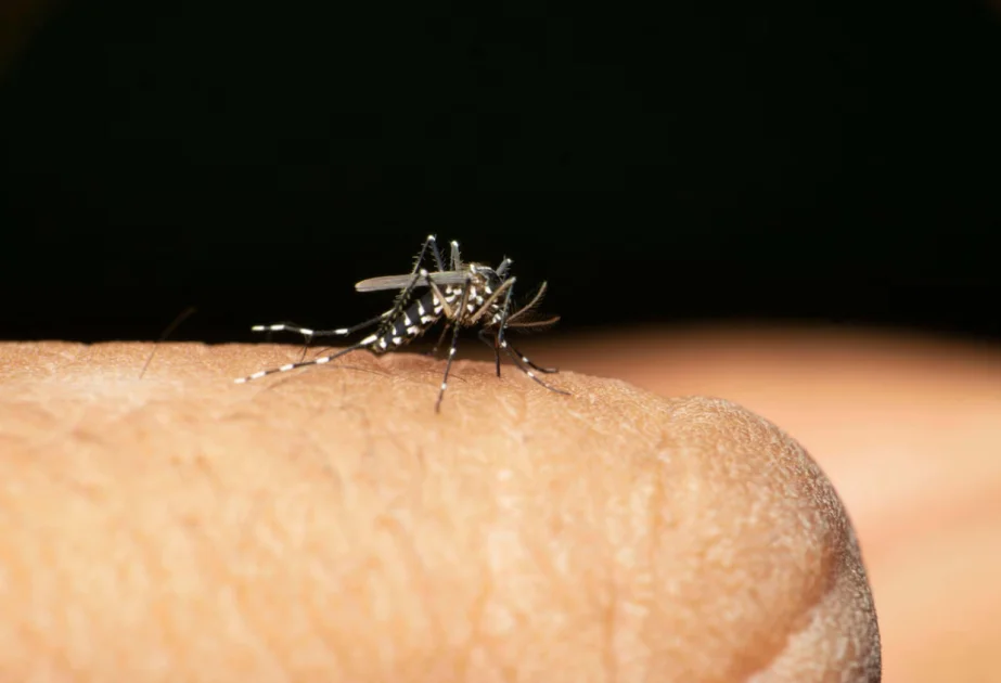 Ölümcül tropik virus Londona yayıla bilər