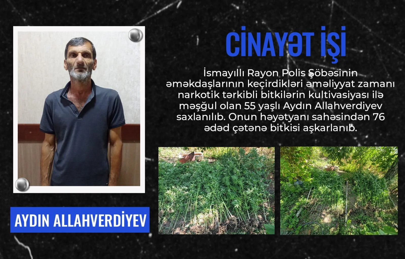 Bostan bitkilərinin arasında çətənə kolu yetişdirən şəxs həbs olunub