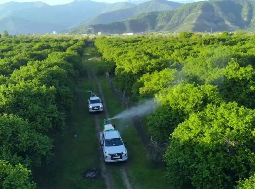 Bölgələrdə qəhvəyi mərmər bağacığının yayılmasına qarşı mübarizə tədbirləri davam etdirilir