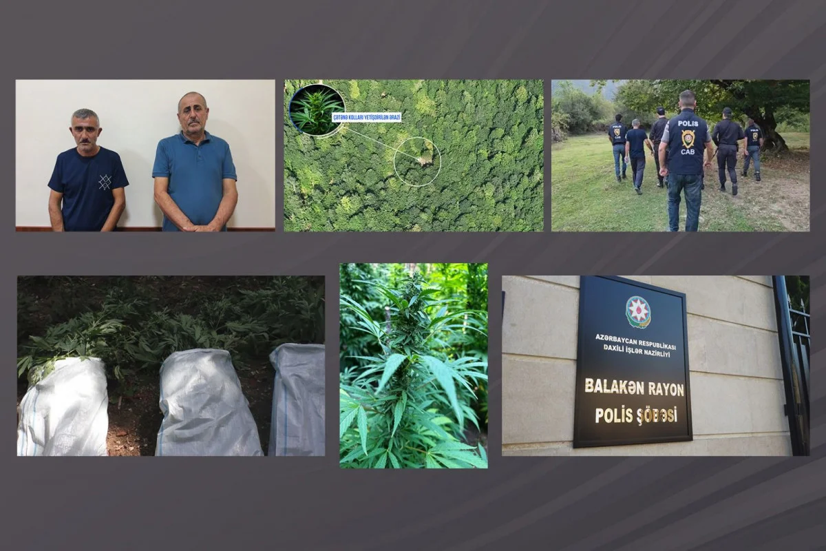 Balakəndə polis dağlarda əməliyyat keçirib, narkoplantasiya salan şəxslər saxlanılıb