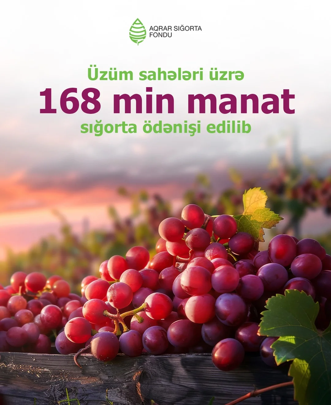 Aqrar Sığorta Fondu üzüm sahələri üzrə 168 min manat sığorta ödənişi edib