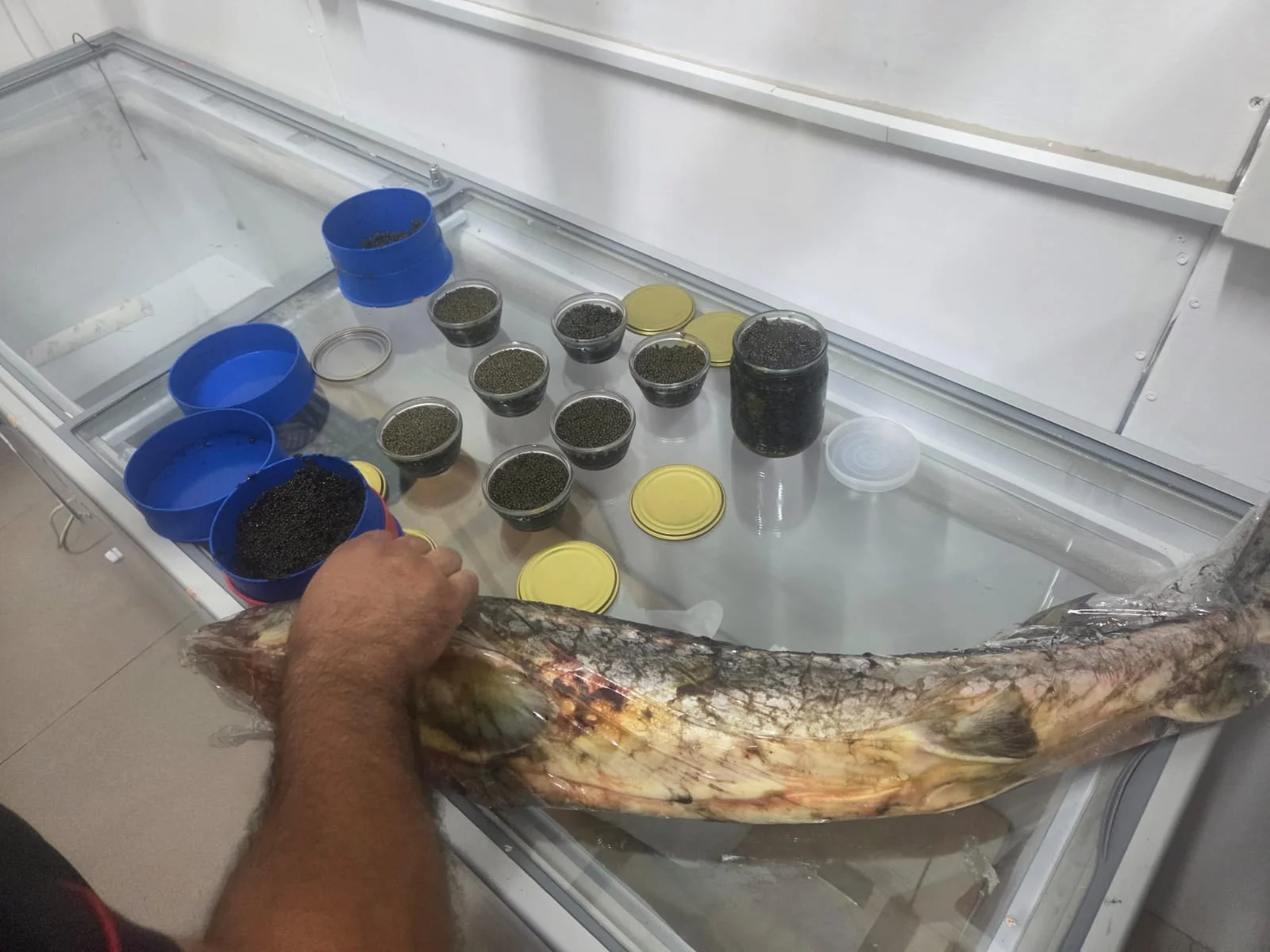 Sosial şəbəkələr vasitəsilə qanunsuz nərə balığı və kürüsü satan şəxslərlə bağlı reydlər davam edir