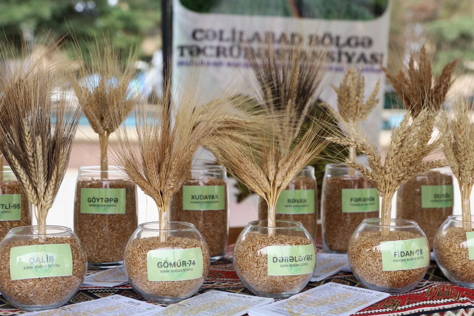 Biləsuvar rayonunda Aqrar Biznes Festivalı və toxum sərgi-satış yarmarkası keçirilib