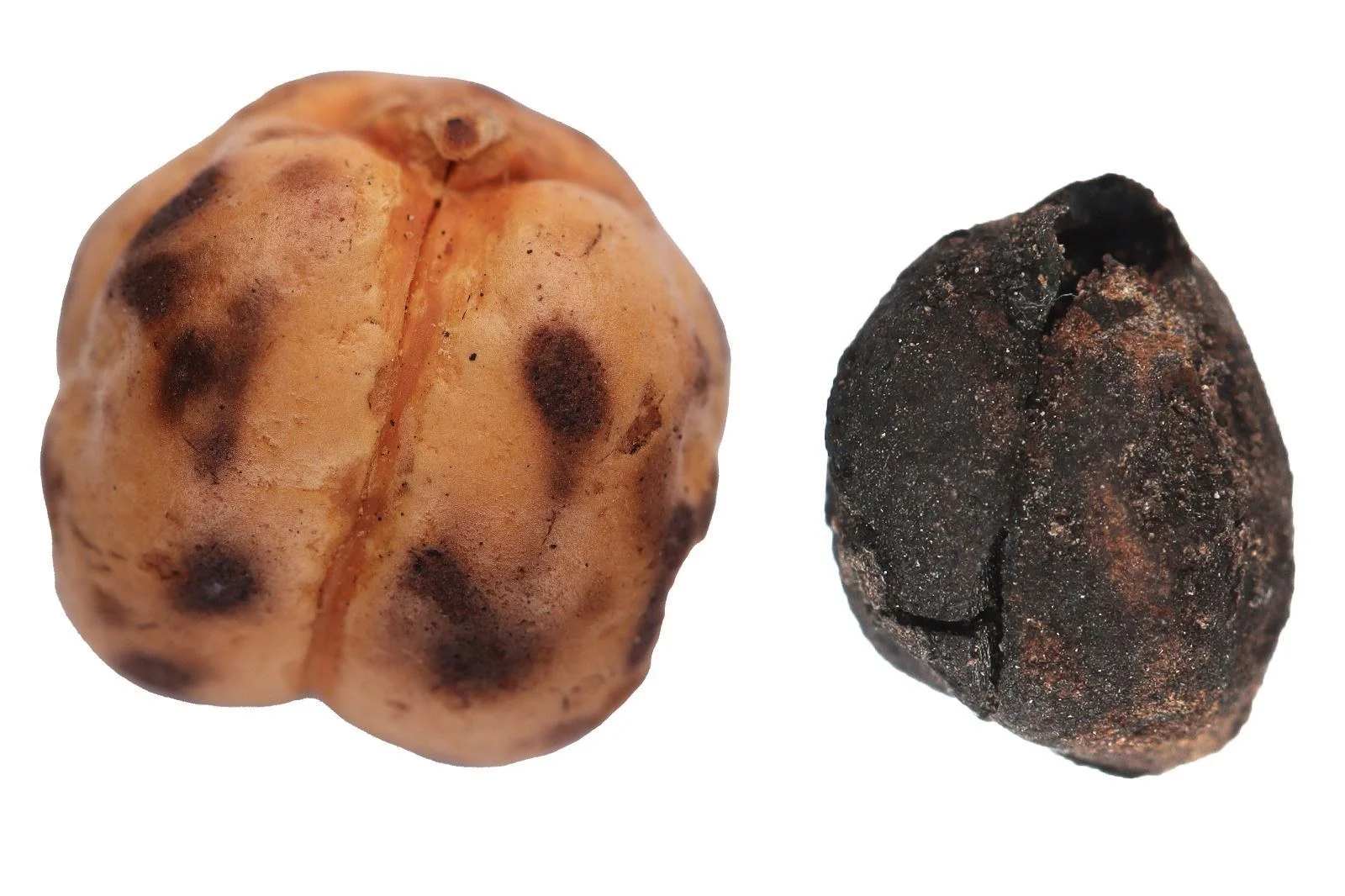 Qədimdən bu günə qədər gələn Türkiyə çörək irsi