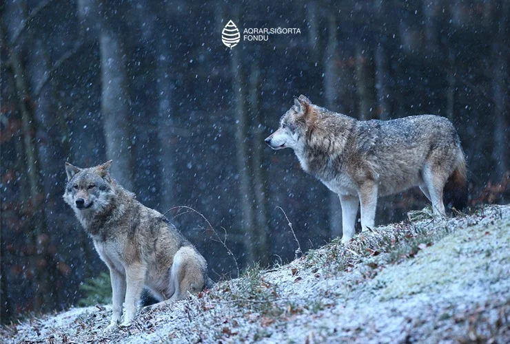 Aqrar Sığorta Fondu təsərrüfatlara vəhşi heyvan hücumları ilə bağlı fermerlərə çağırış edib