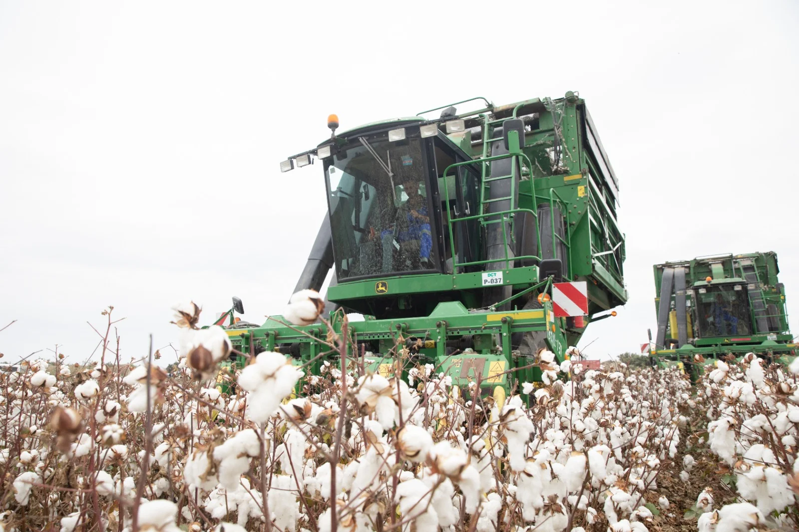Azərbaycanda pambıq yığımı yekunlaşır, sahələrdən 356 min tona yaxın xam pambıq yığılıb