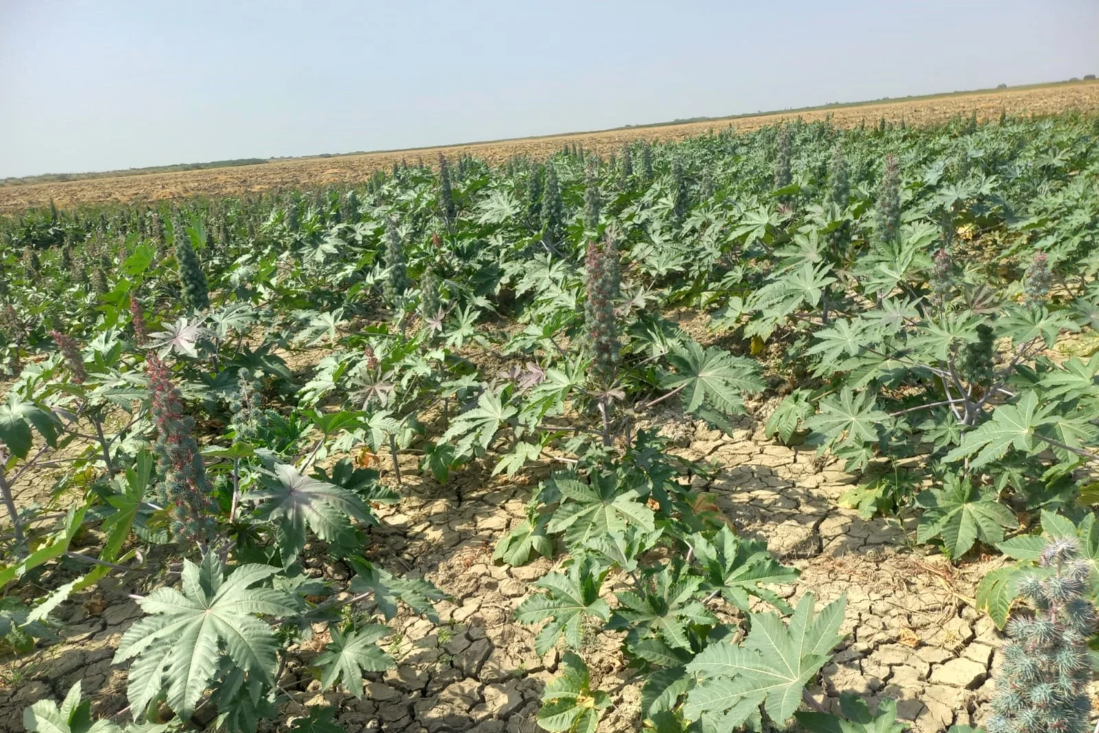 Kənd Təsərrüfatı Nazirliyi İtaliyanın “ENİ” şirkəti və SOCAR ilə birlikdə deqradasiya uğramış torpaqlarda pilot layihə həyata keçirir