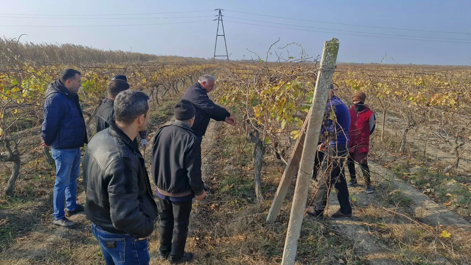 Qax və Salyanda “Üzüm bağlarında quru budama qaydaları” mövzusunda tarla seminarları keçirilib