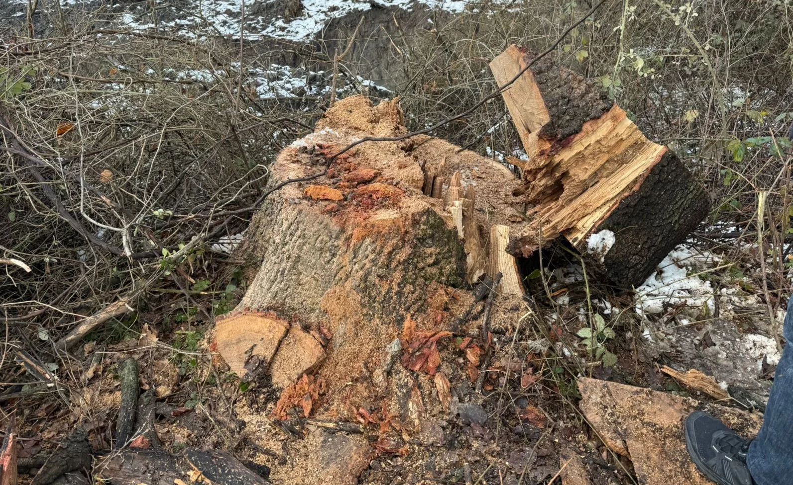 Oğuzda palıd ağaclarının qanunsuz kəsilməsi ilə bağlı cinayət işi açıldı