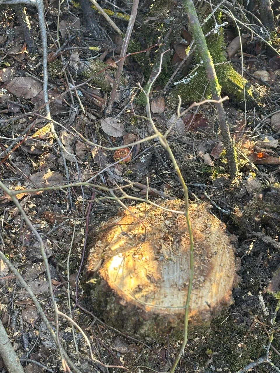 Oğuzda 40 ağacın kəsilməsinə görə polis cinayət işi başladı