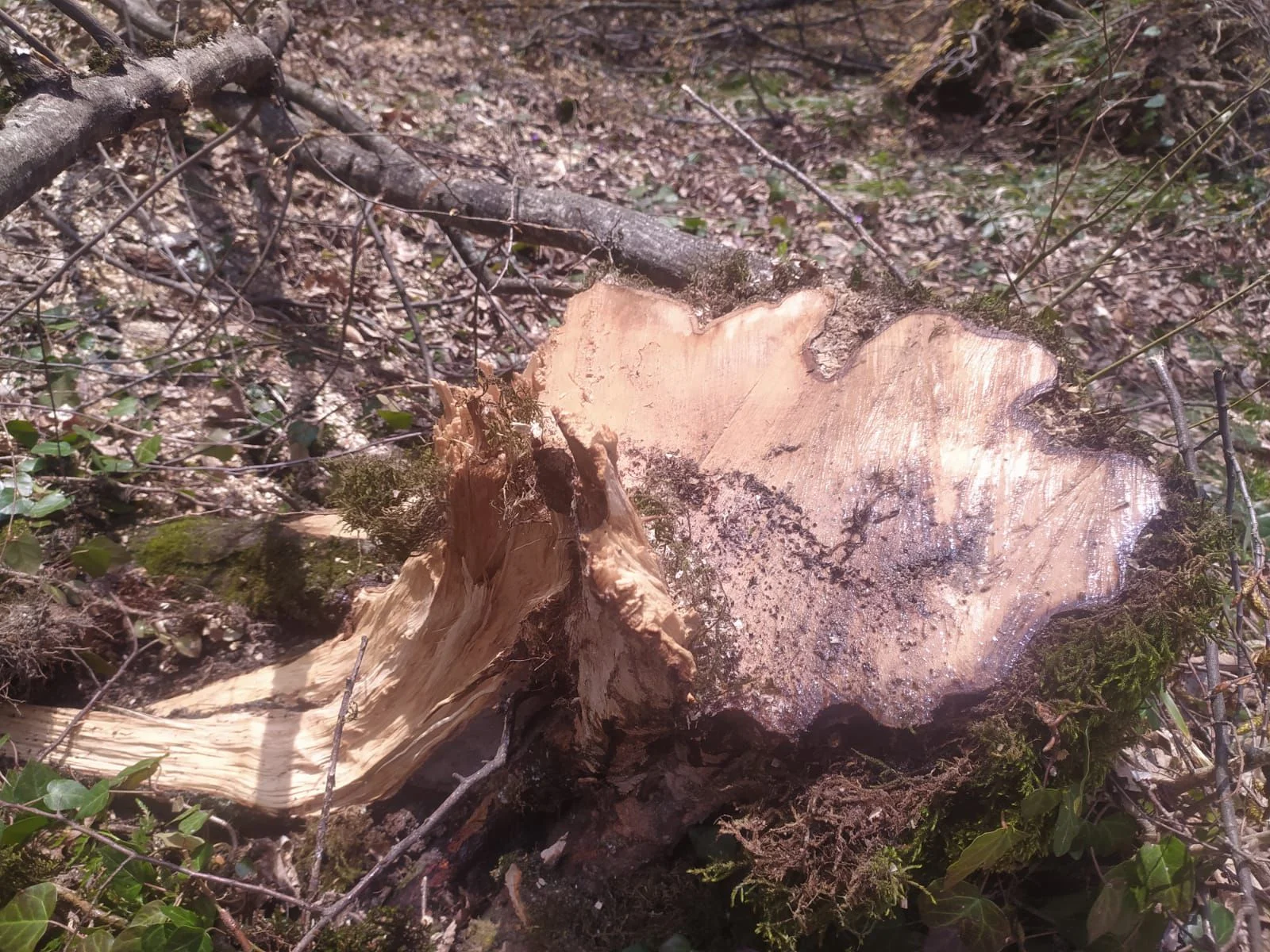 Oğuzda ağacların kəsilməsinə görə polis cinayət işi başladı