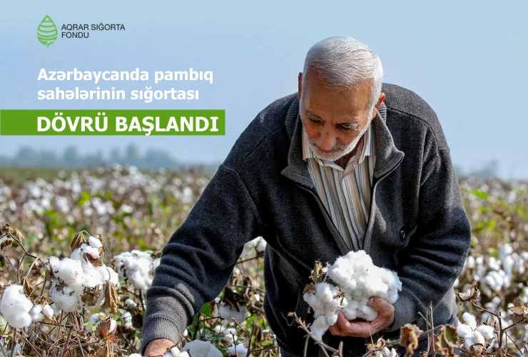 Azərbaycanda pambıq sahələrinin sığortalanmasına başlanılıb