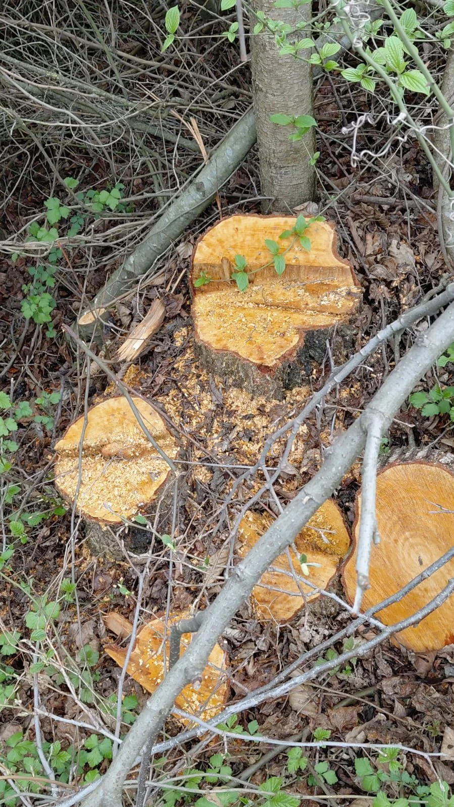 Oğuzda ağacların kəsilməsinə görə polis cinayət işi başladı