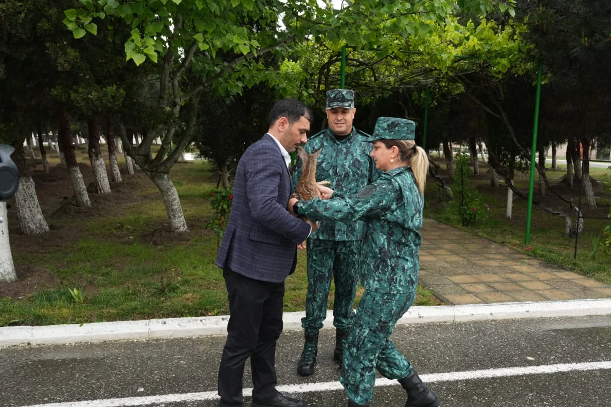 Zəngilanda köməksiz vəziyyətdə tapılan cüyür balası aidiyyəti üzrə təhvil verilib