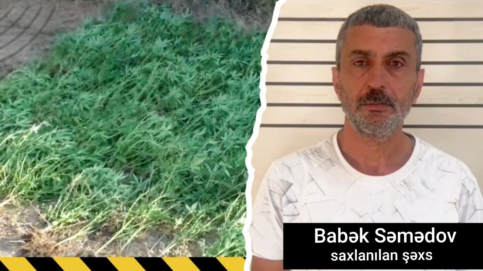 Masallıda çay kənarında çətənə kolları yetişdirən şəxs saxlanılıb