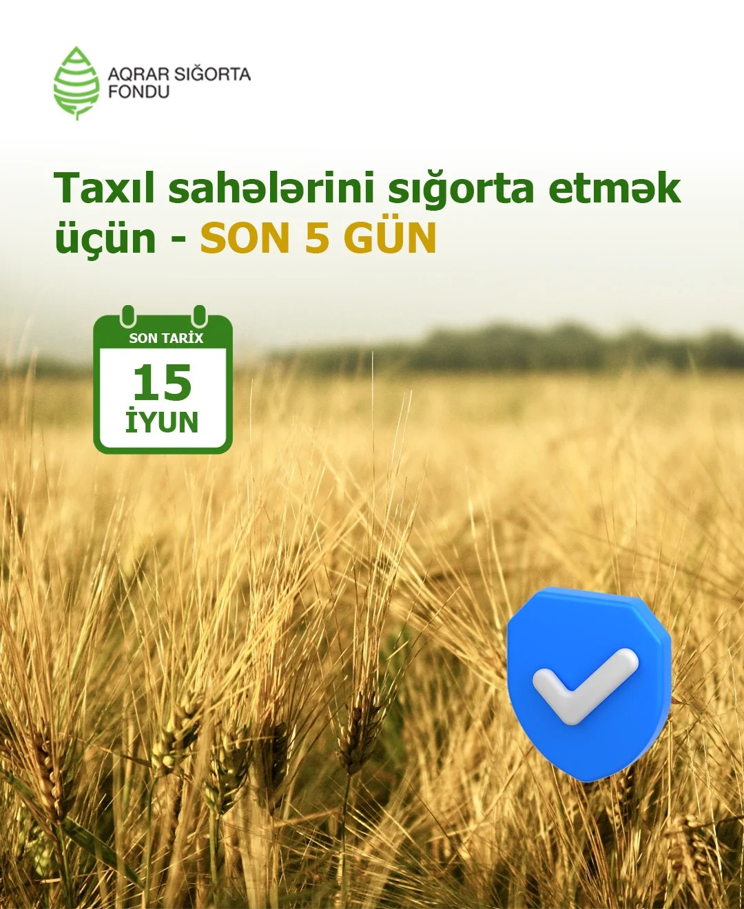 Yazlıq taxıl sahələrinin sığortalanması müddəti iyunun 15-də başa çatır