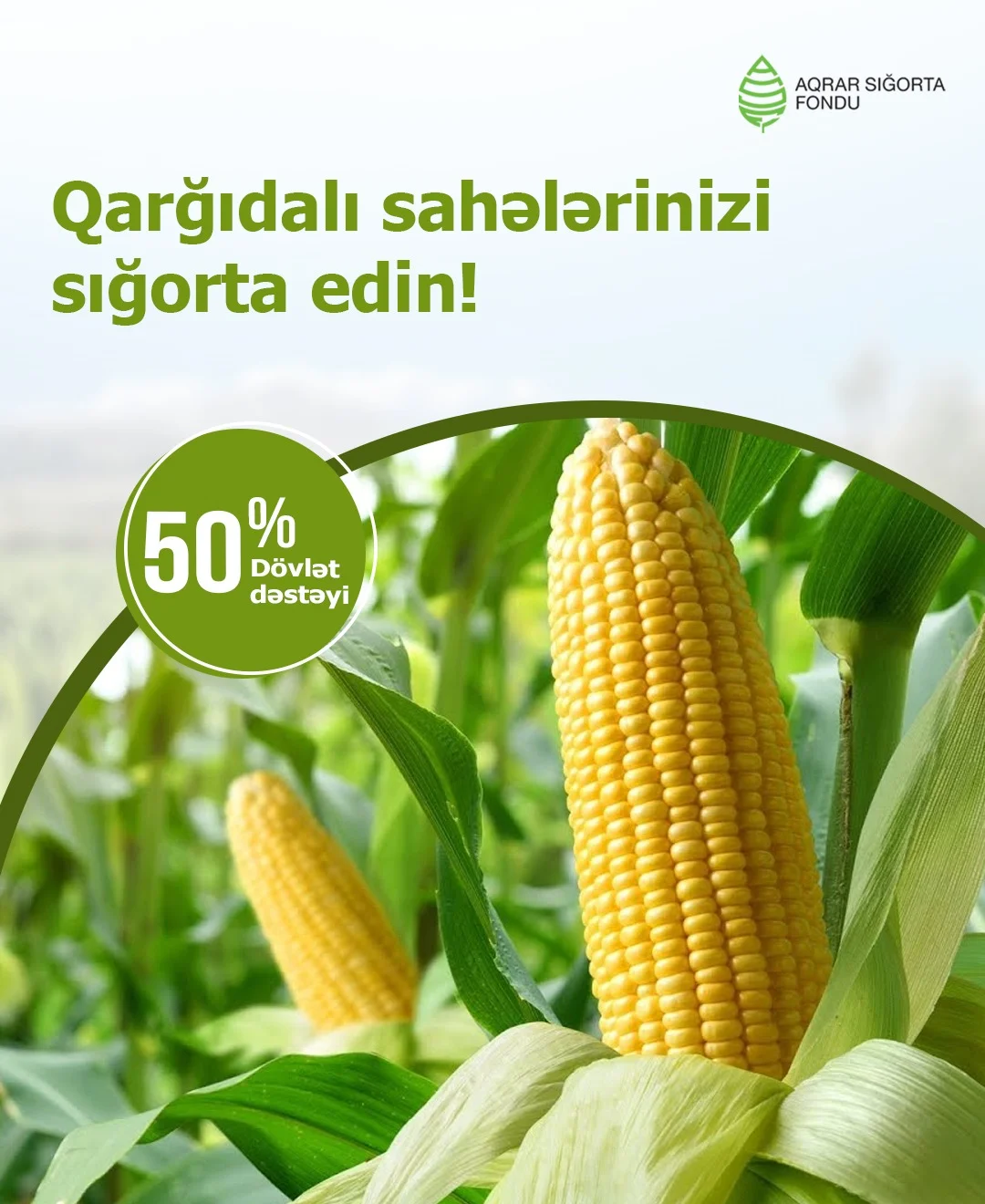 Azərbaycanda qarğıdalı bitkisinin əkin sahələrinin sığortası başlanıb