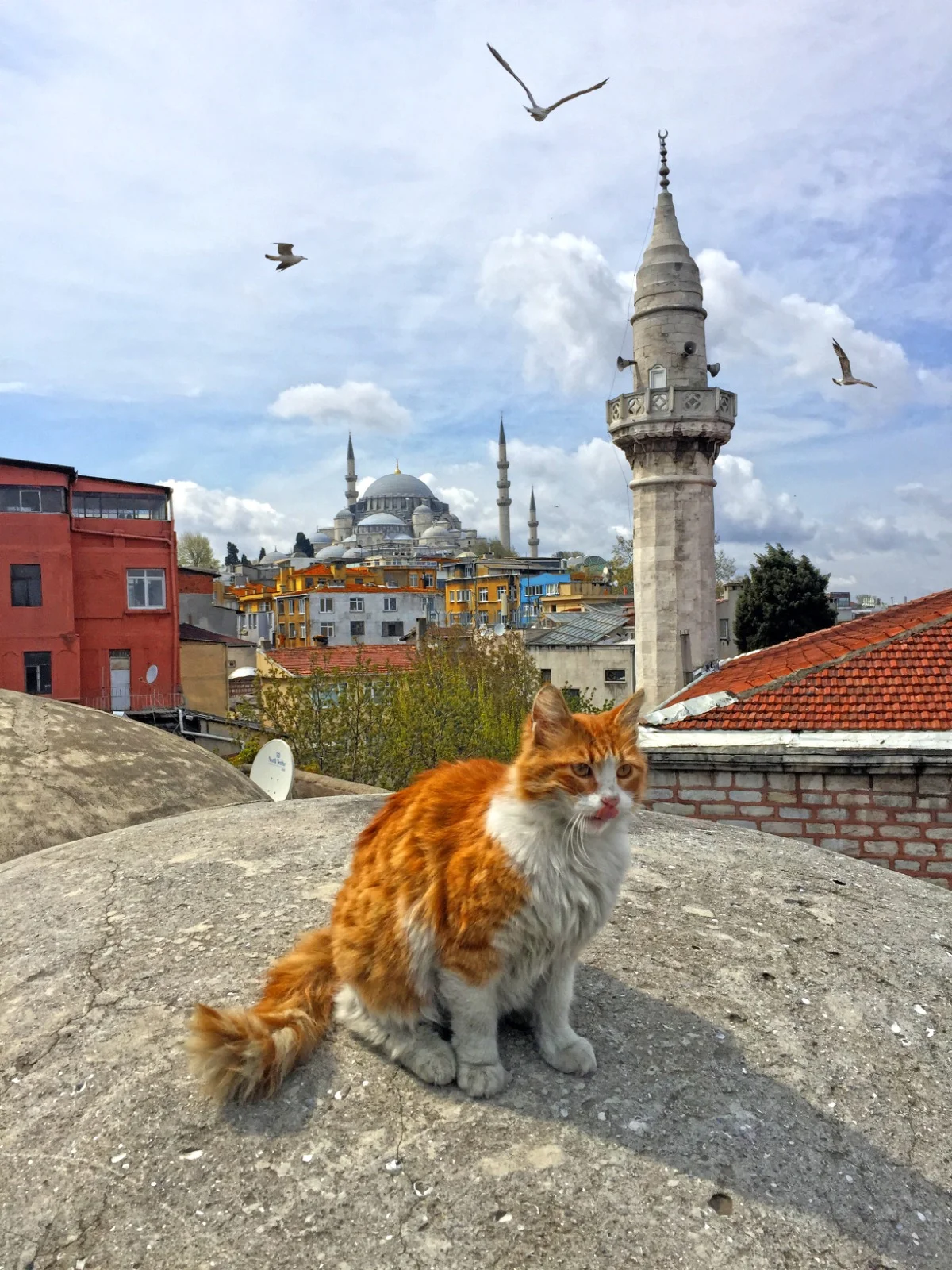 İstanbulun sevimli pişikləri şəhərin ayrılmaz simvollarından birinə çevrilib
