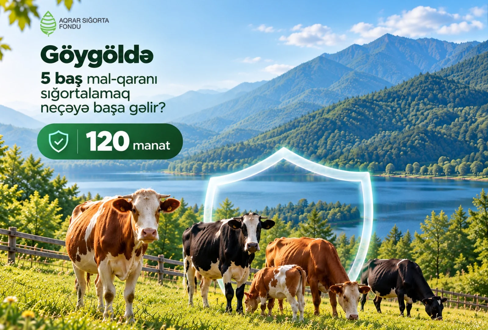 Mal-qaranın sığortalanması fermerləri gözlənilməz maliyyə itkilərindən qoruyur