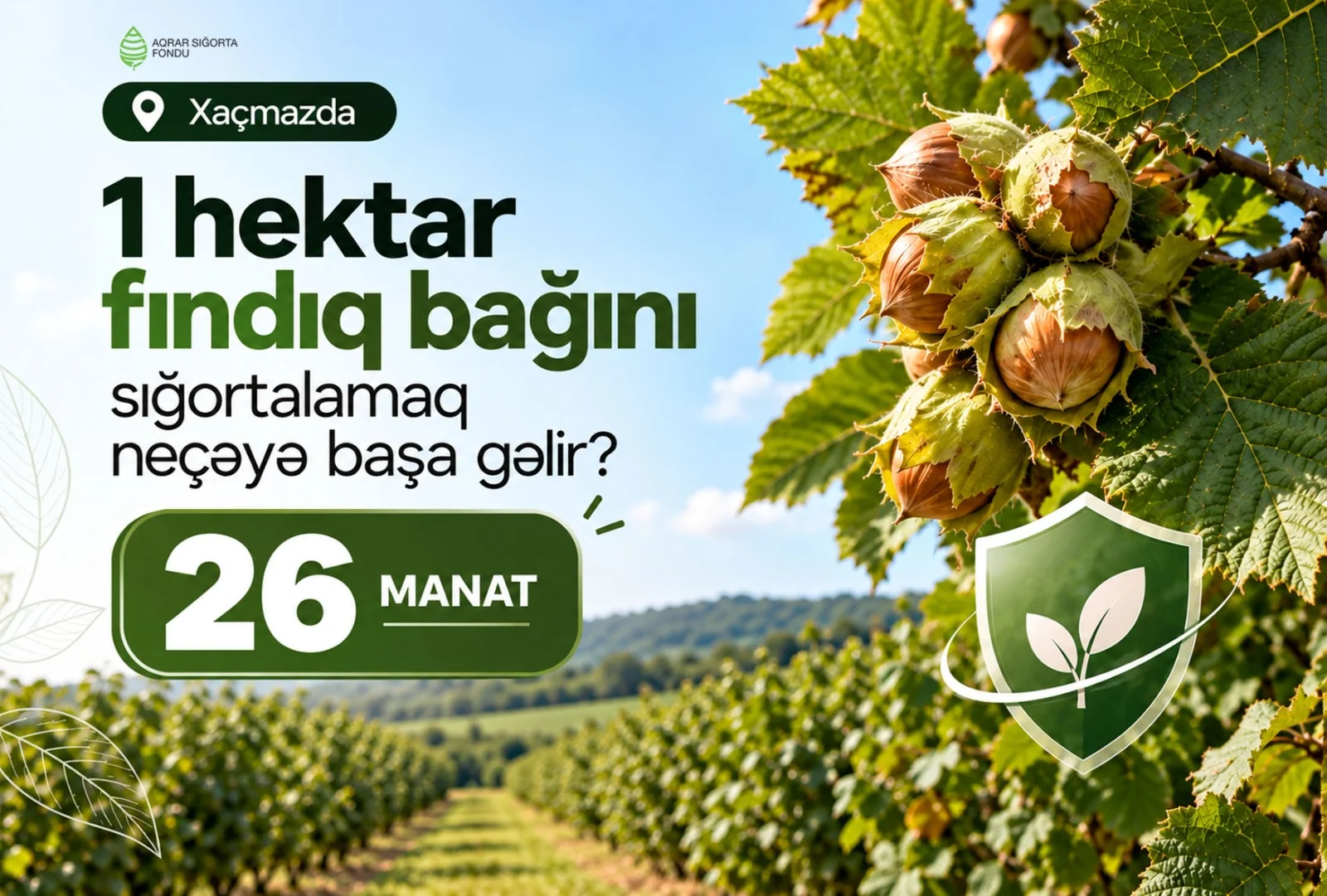 Xaçmazda fındıq bağlarını dövlət dəstəyi ilə sığortalamaq mümkündür
